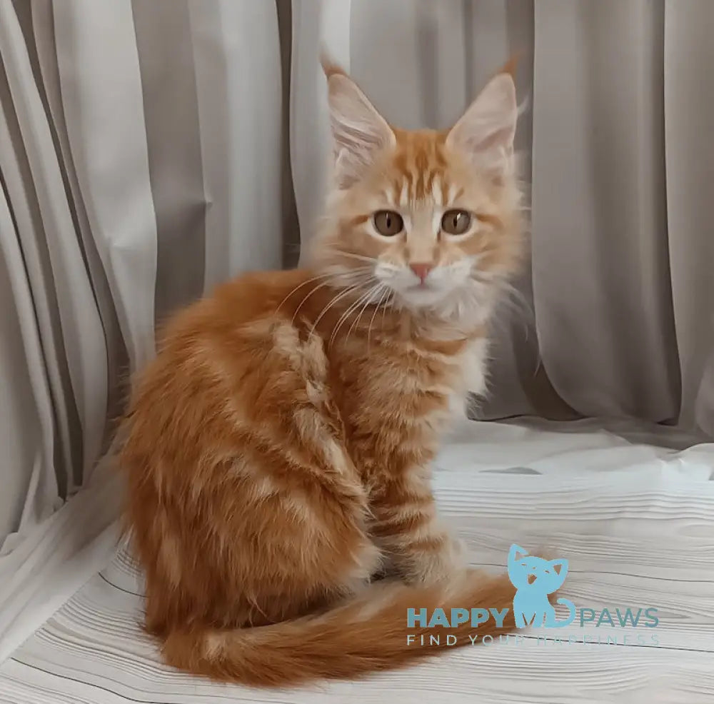 Miron Maine Coon male red tabby live animals