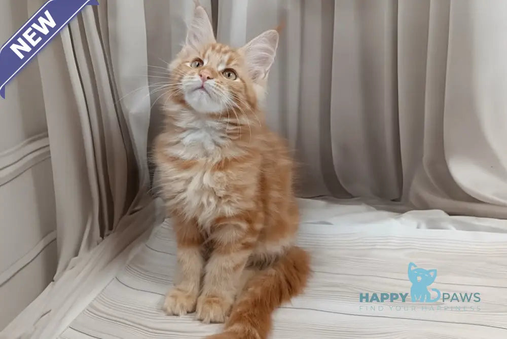 Miron Maine Coon male red tabby live animals