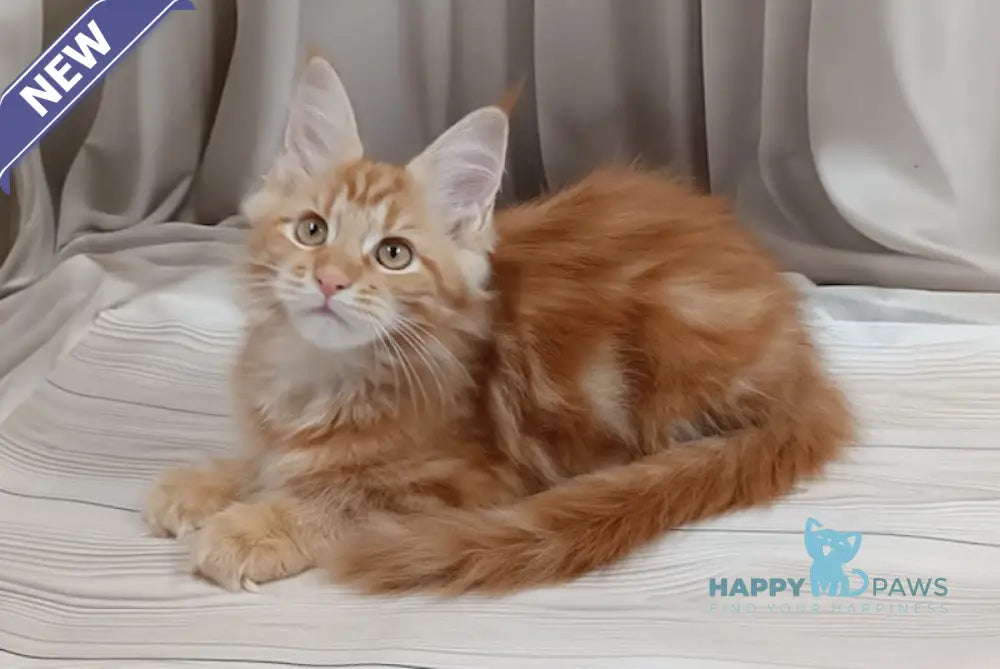 Miron Maine Coon male red tabby live animals