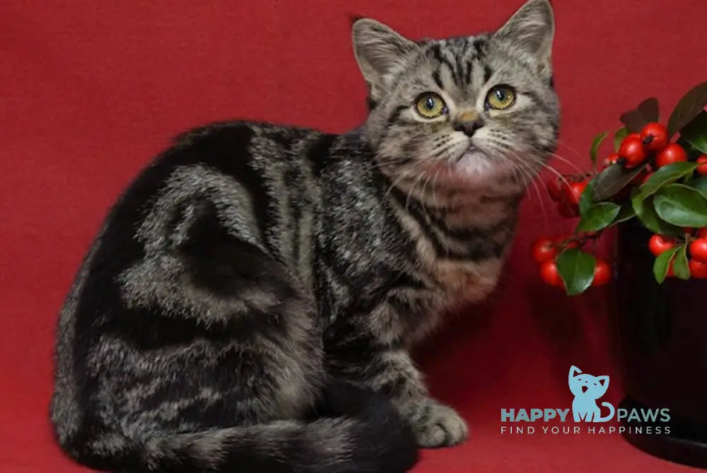 Mirta Scottish Straight Female Black Tabby Live Animals