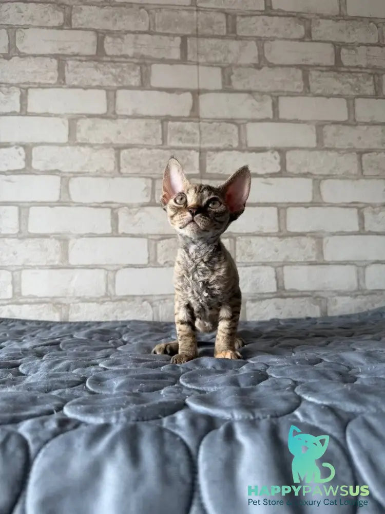 Mis Devon Rex female chocolate tabby - live animals