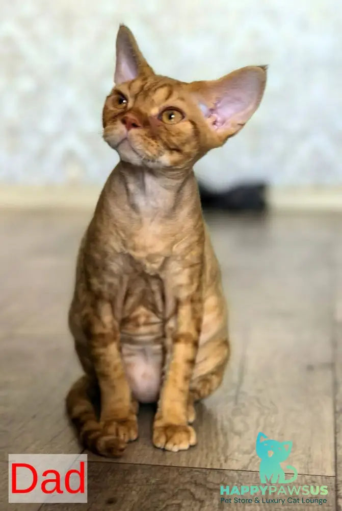 Mis Devon Rex female chocolate tabby - live animals