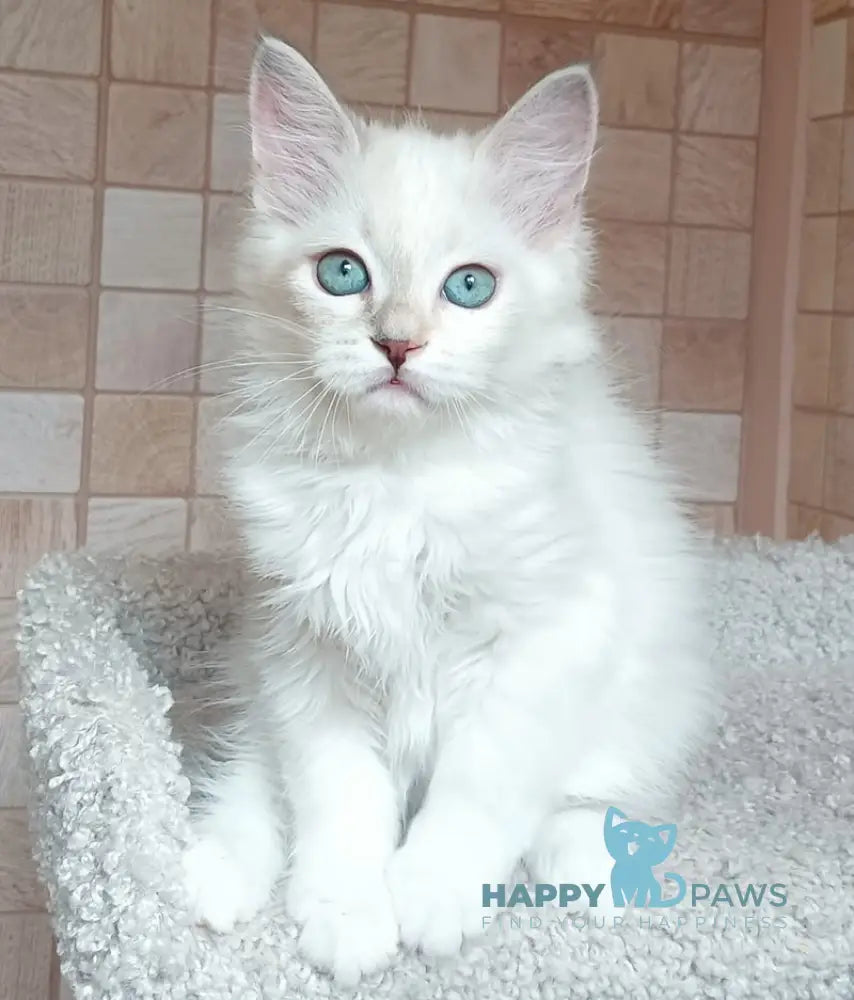 Misa Siberian female tortie tabby pointed live animals
