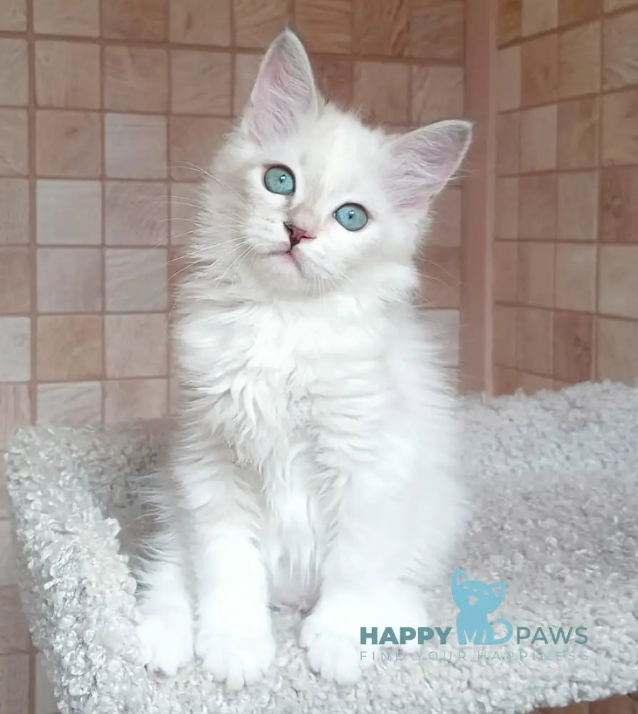 Misa Siberian female tortie tabby pointed live animals