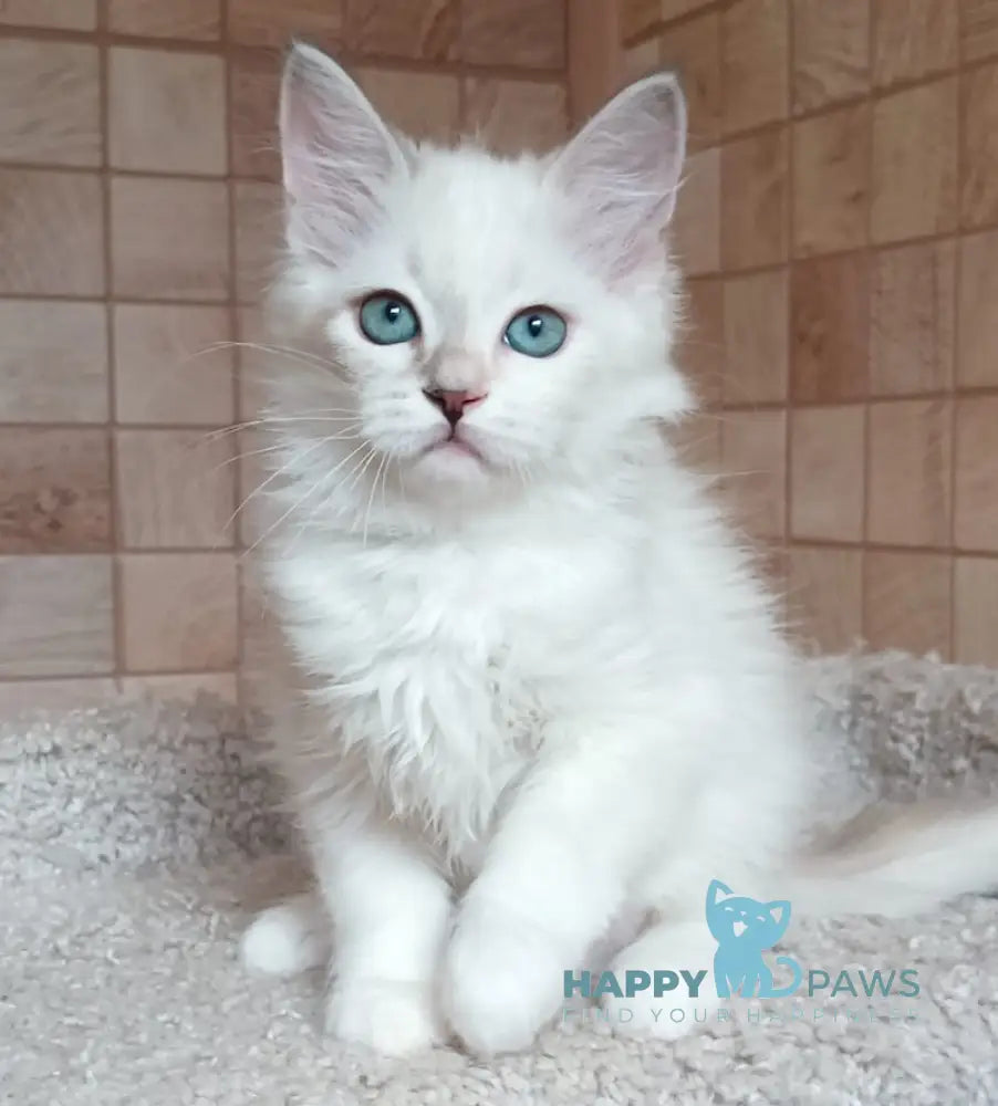 Misa Siberian female tortie tabby pointed live animals