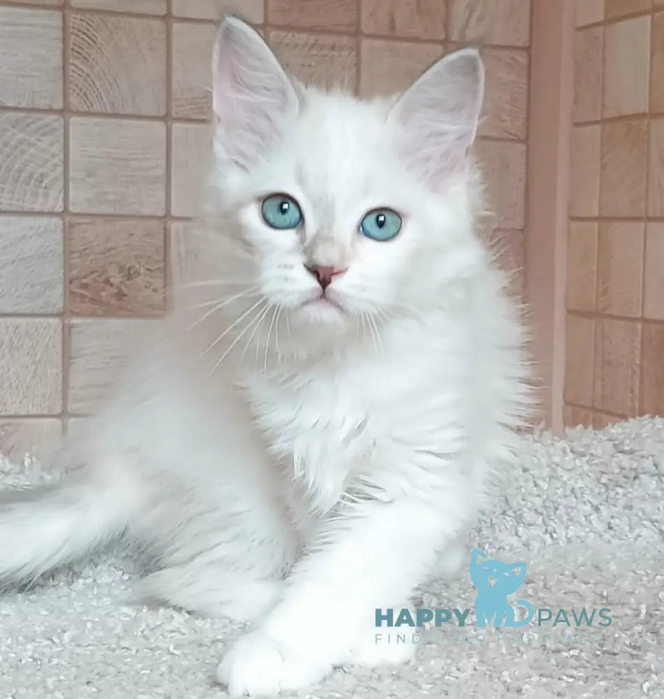 Misa Siberian female tortie tabby pointed live animals
