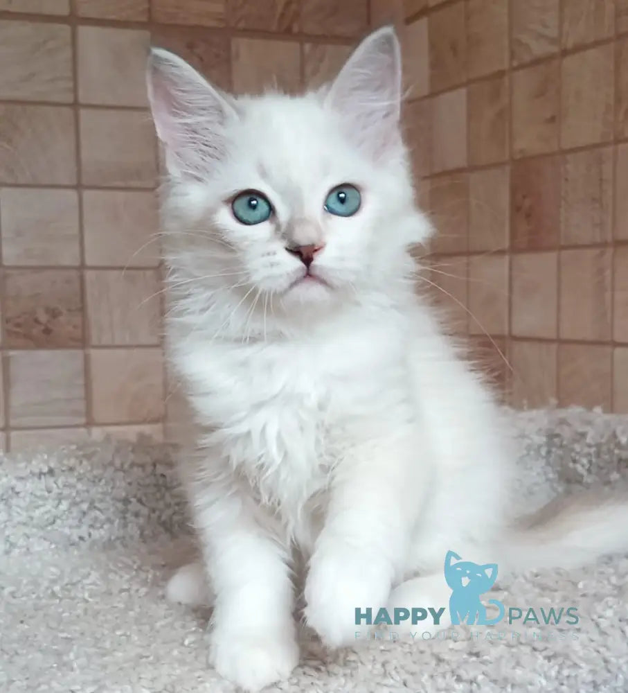 Misa Siberian female tortie tabby pointed live animals