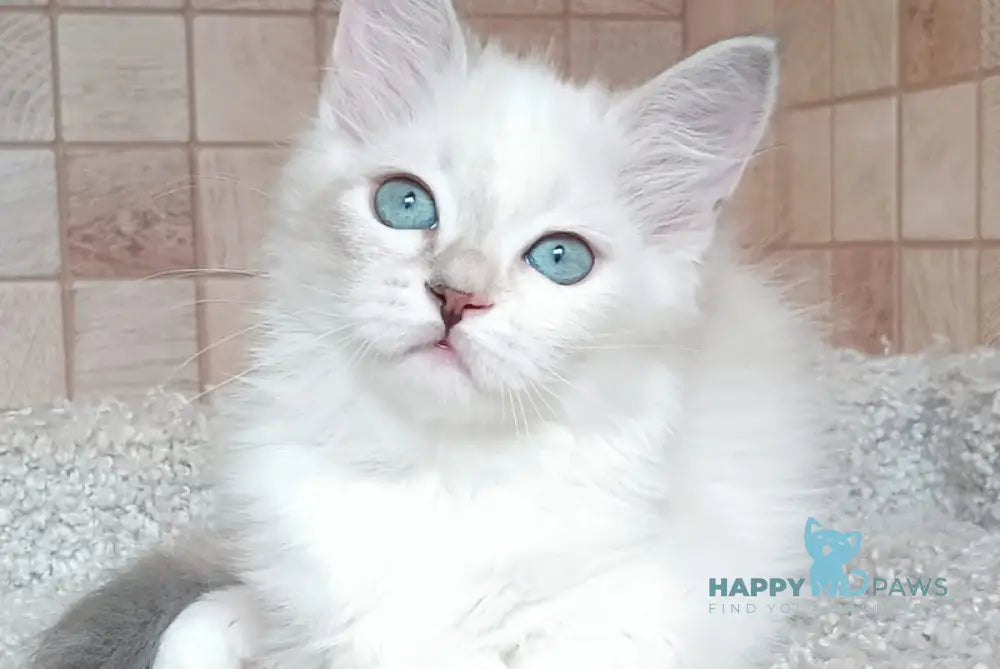 Misa Siberian female tortie tabby pointed live animals