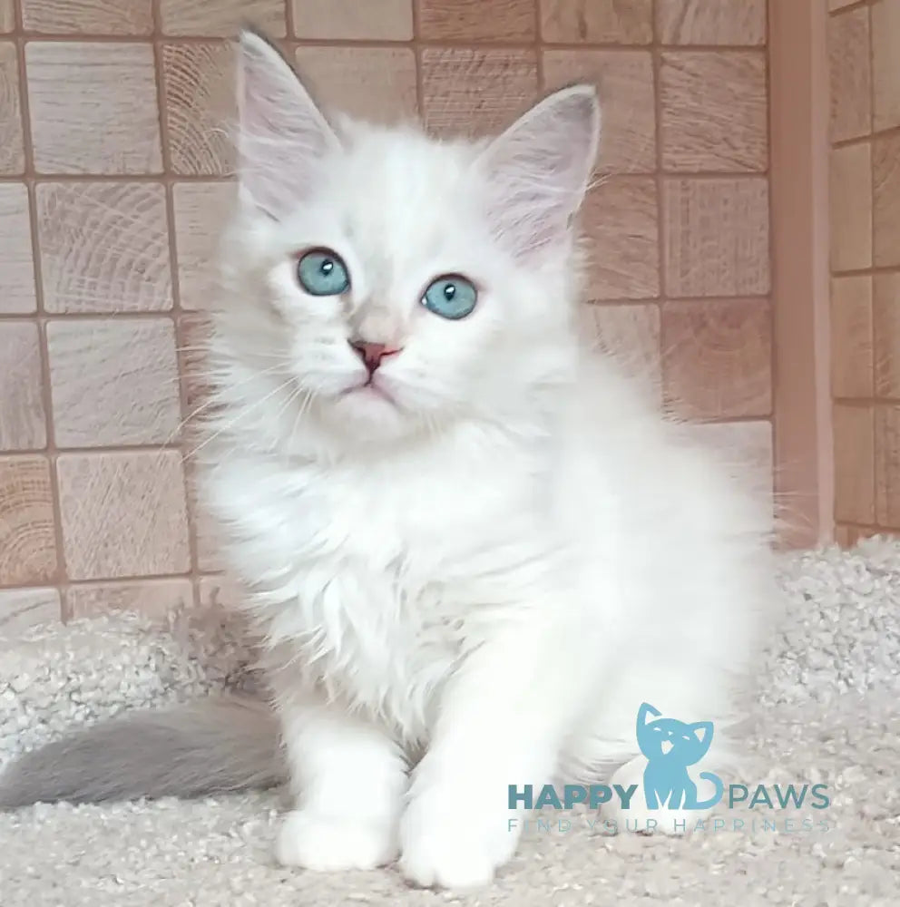 Misa Siberian female tortie tabby pointed live animals