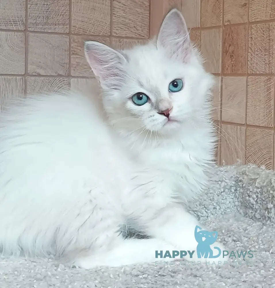 Misa Siberian female tortie tabby pointed live animals