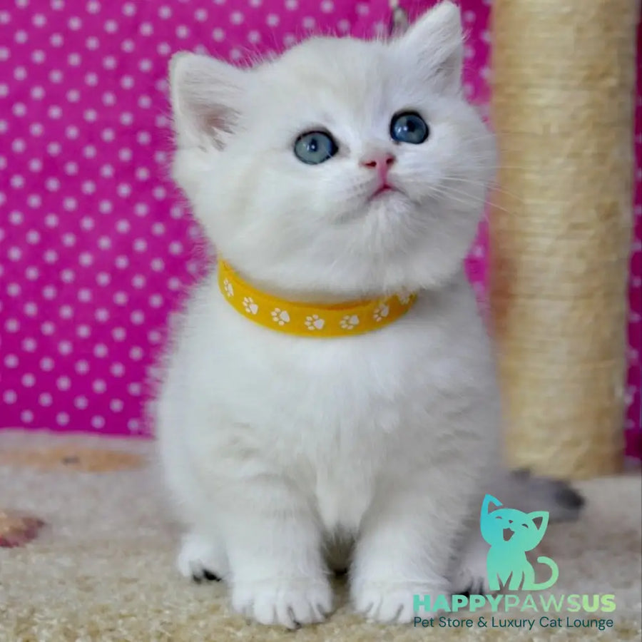 Misha British Shorthair female black silver shaded - live animals
