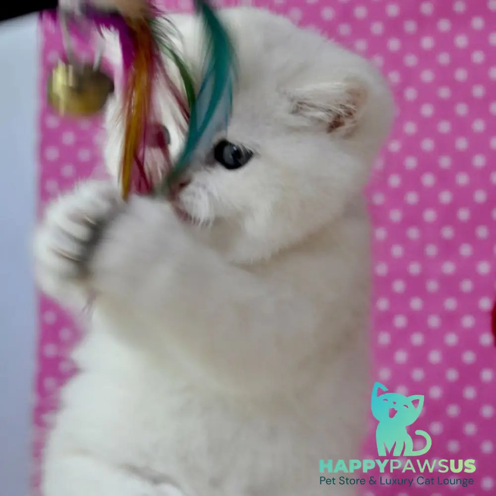 Misha British Shorthair female black silver shaded - live animals