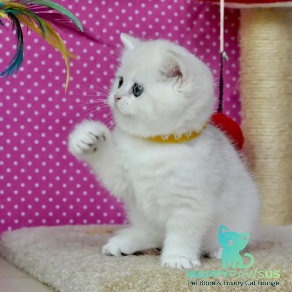 Misha British Shorthair female black silver shaded - live animals