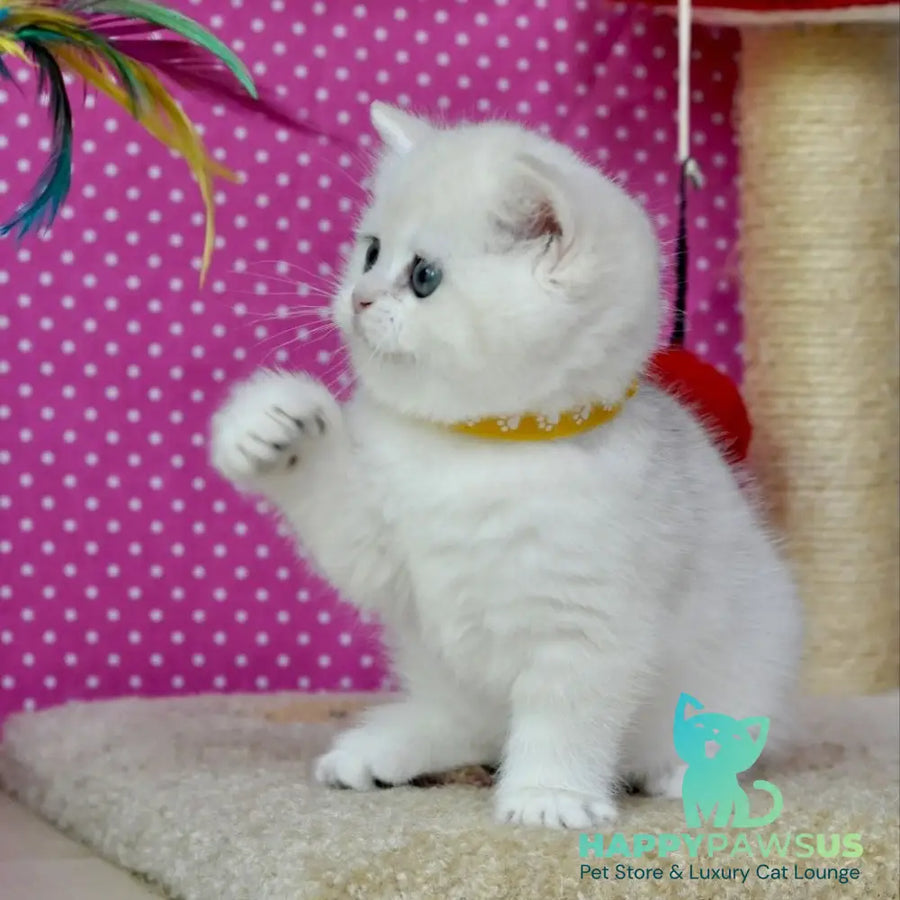 Misha British Shorthair female black silver shaded - live animals