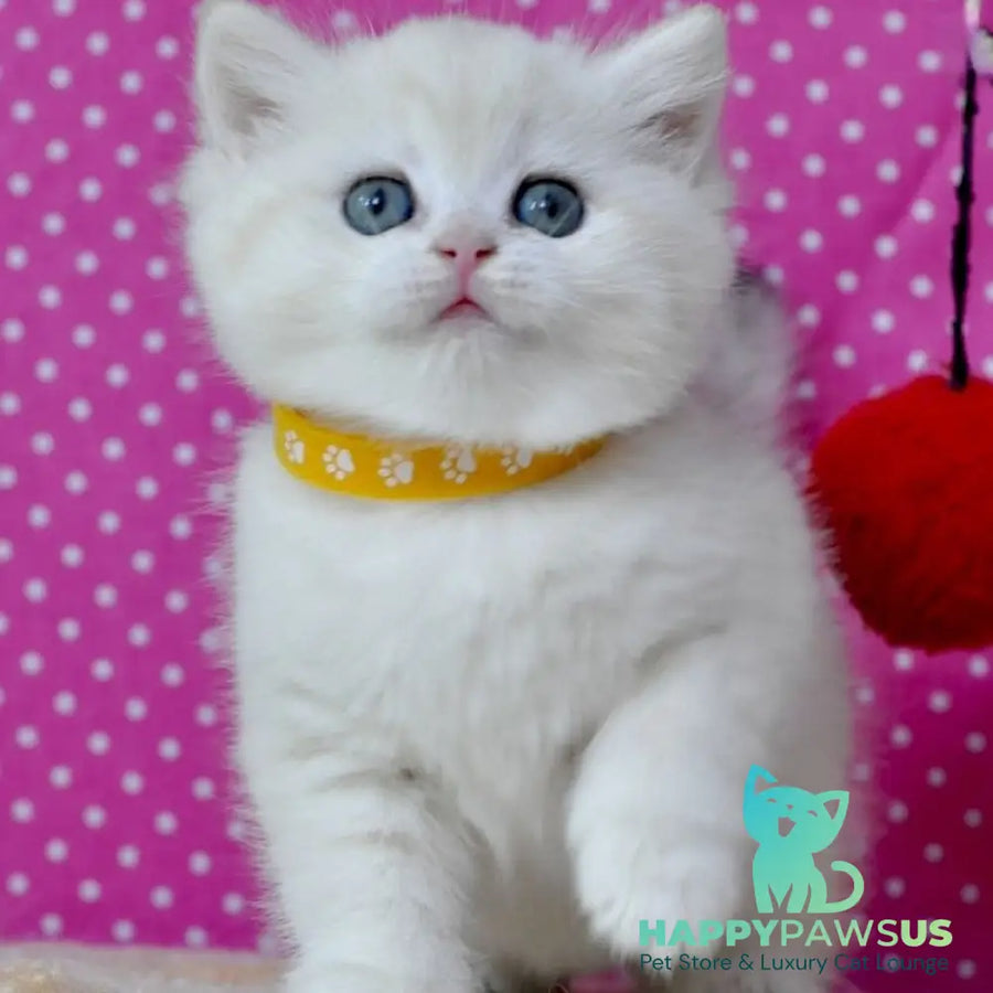 Misha British Shorthair female black silver shaded - live animals