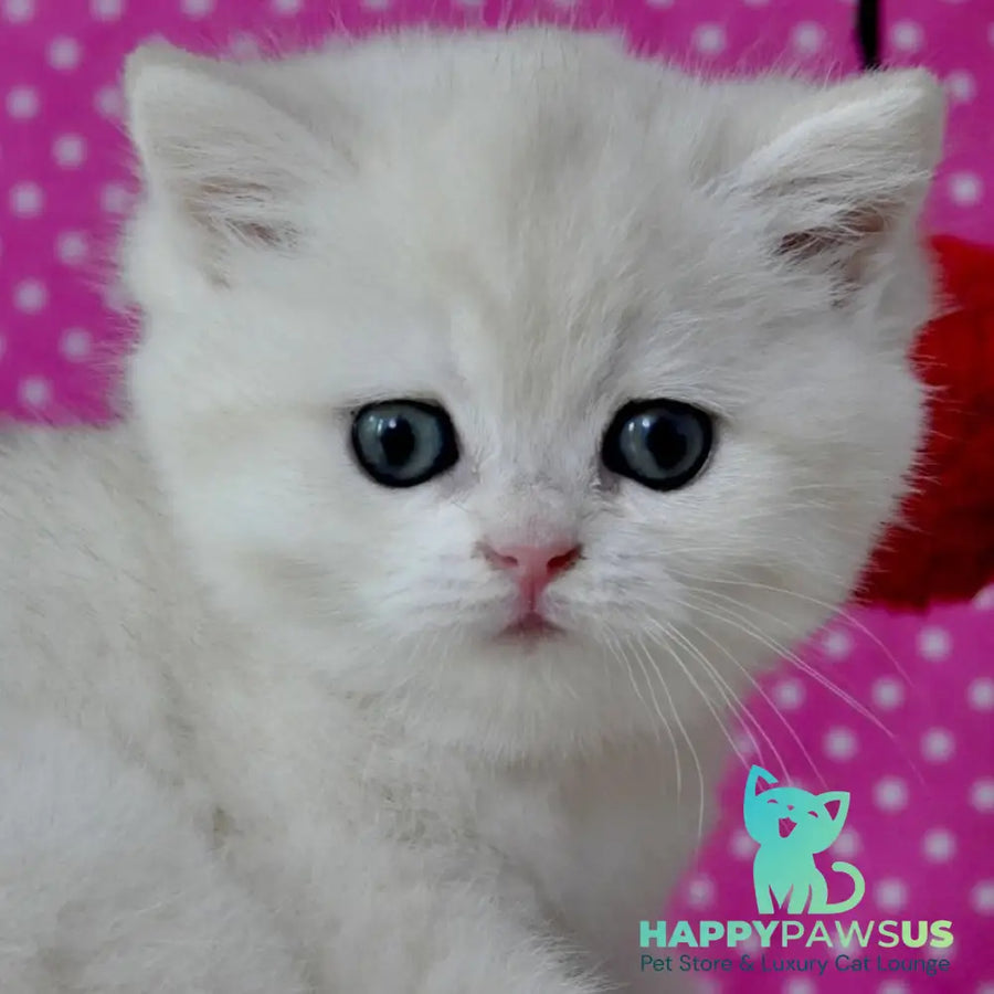 Misha British Shorthair female black silver shaded - live animals