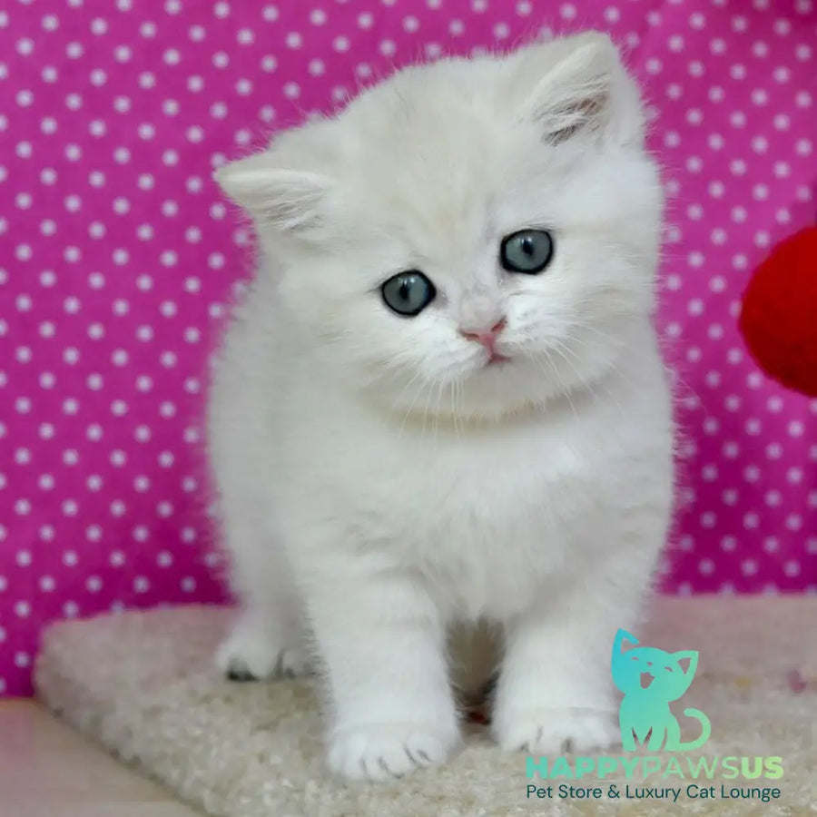 Misha British Shorthair female black silver shaded - live animals