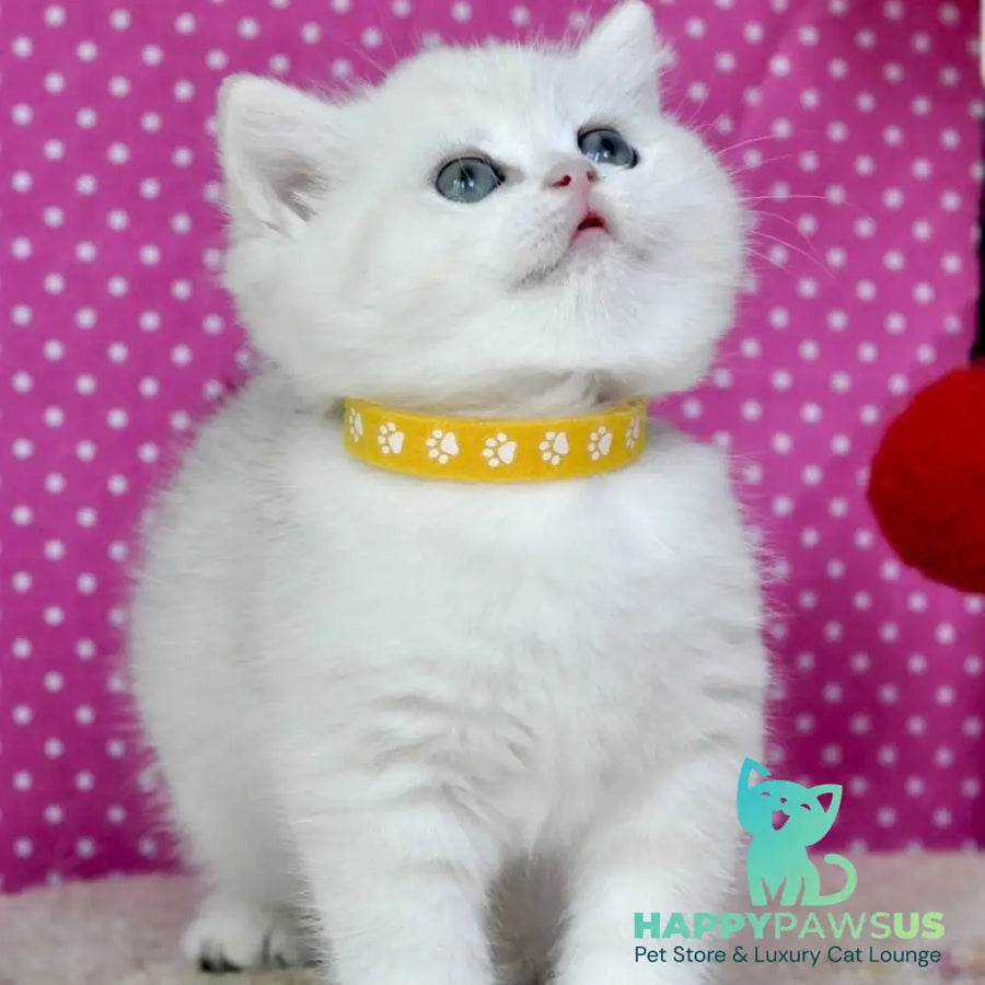 Misha British Shorthair female black silver shaded - live animals