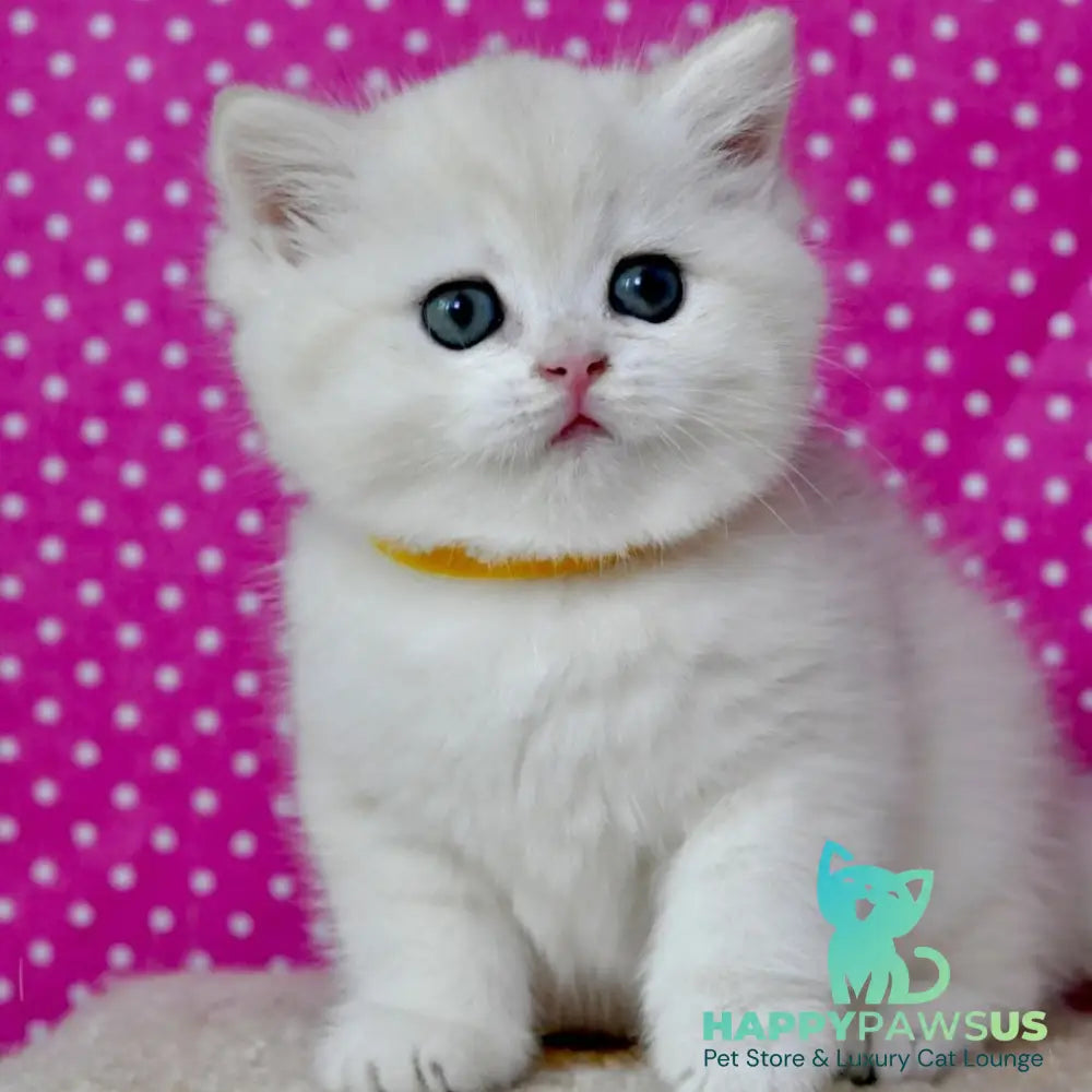 Misha British Shorthair female black silver shaded - live animals