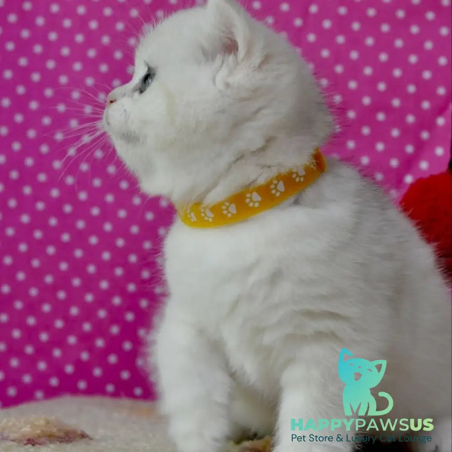 Misha British Shorthair female black silver shaded - live animals