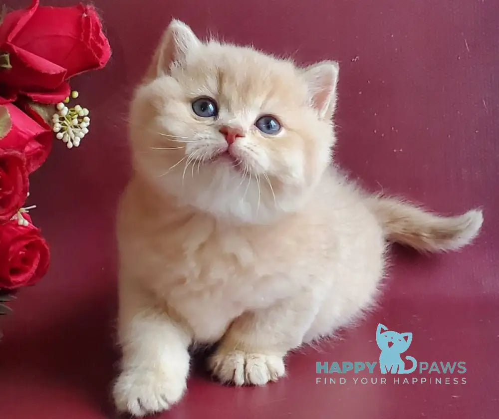 Misha British Shorthair male lilac golden shaded live animals