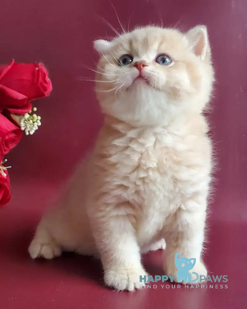 Misha British Shorthair male lilac golden shaded live animals