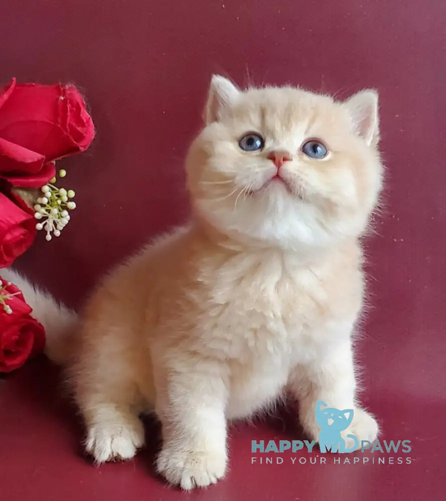 Misha British Shorthair male lilac golden shaded live animals