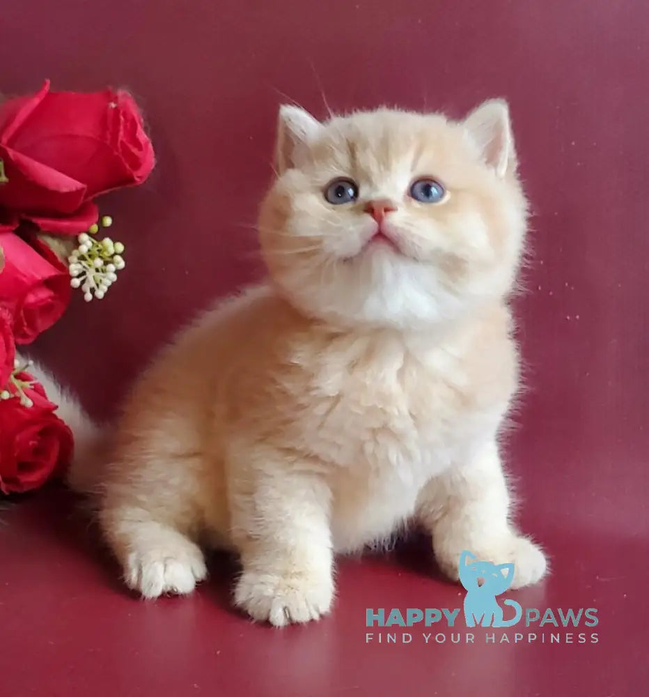 Misha British Shorthair male lilac golden shaded live animals