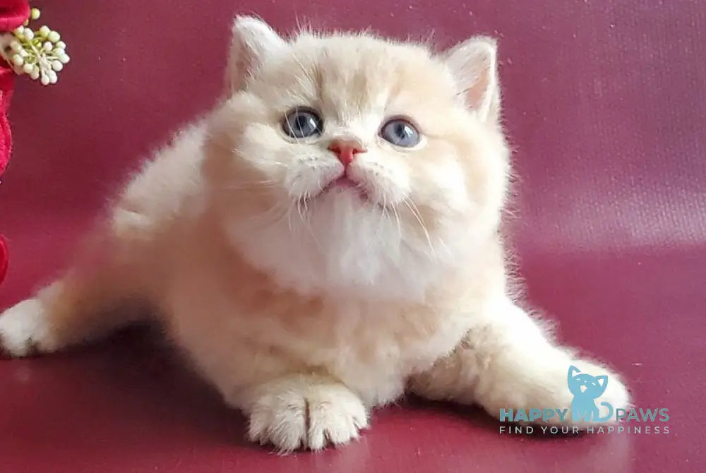 Misha British Shorthair male lilac golden shaded live animals