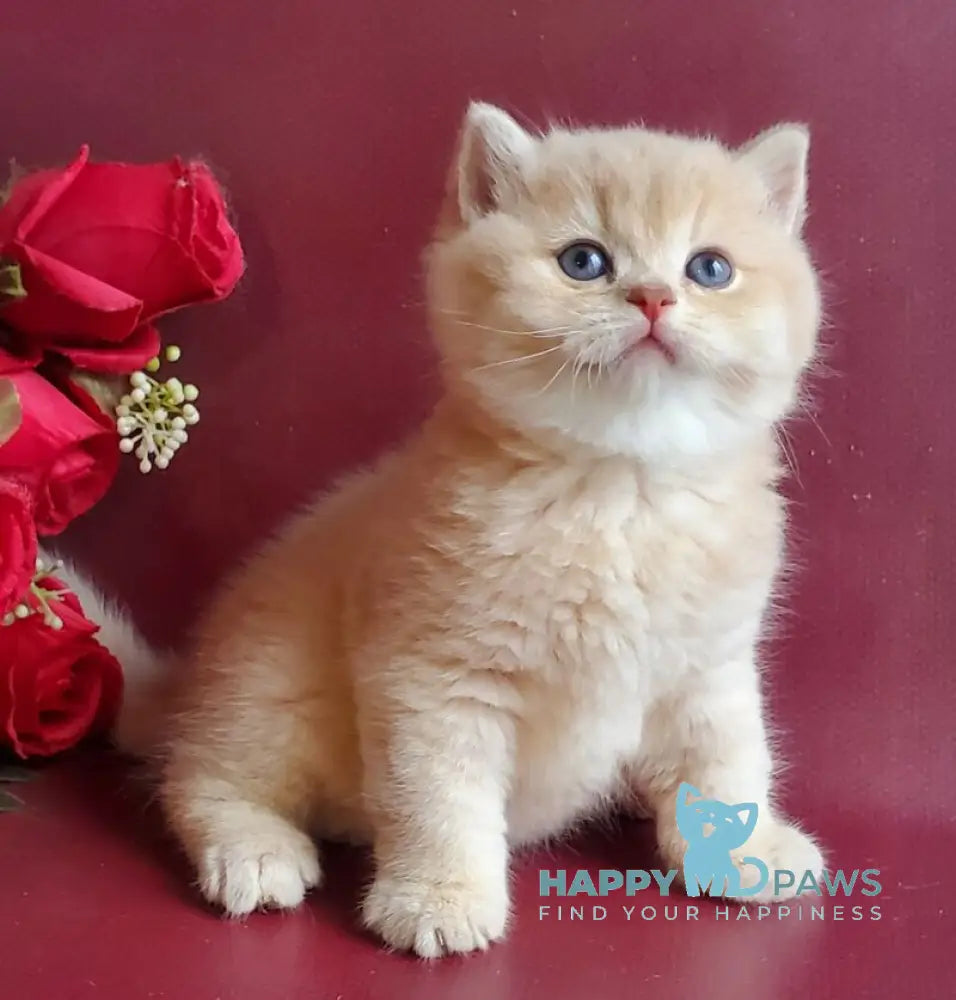 Misha British Shorthair male lilac golden shaded live animals