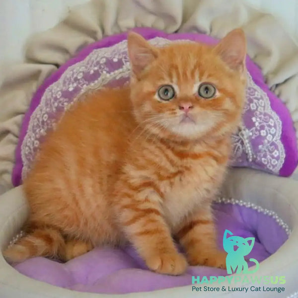 Misha British Shorthair male red - live animals