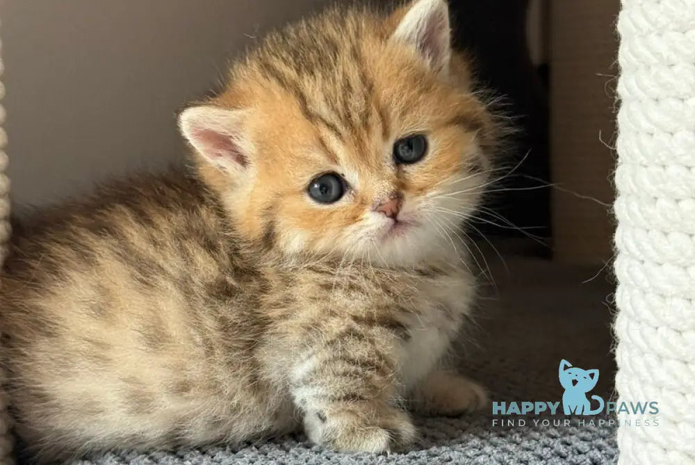 Misha Munchkin male black golden spotted tabby live animals
