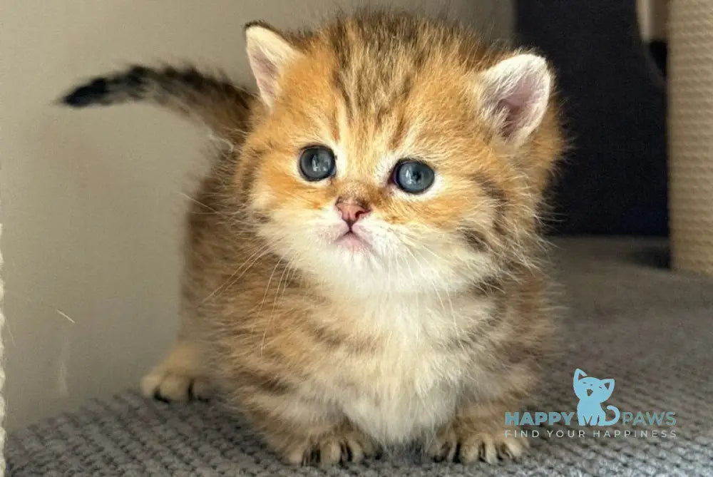 Misha Munchkin male black golden spotted tabby live animals