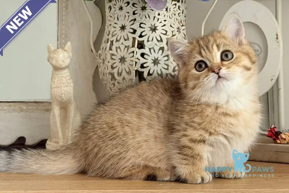 Misha Munchkin male black golden ticked tabby live animals