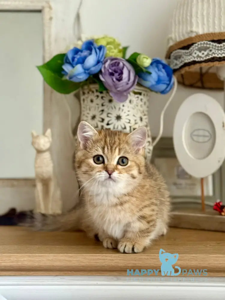 Misha Munchkin male black golden ticked tabby live animals