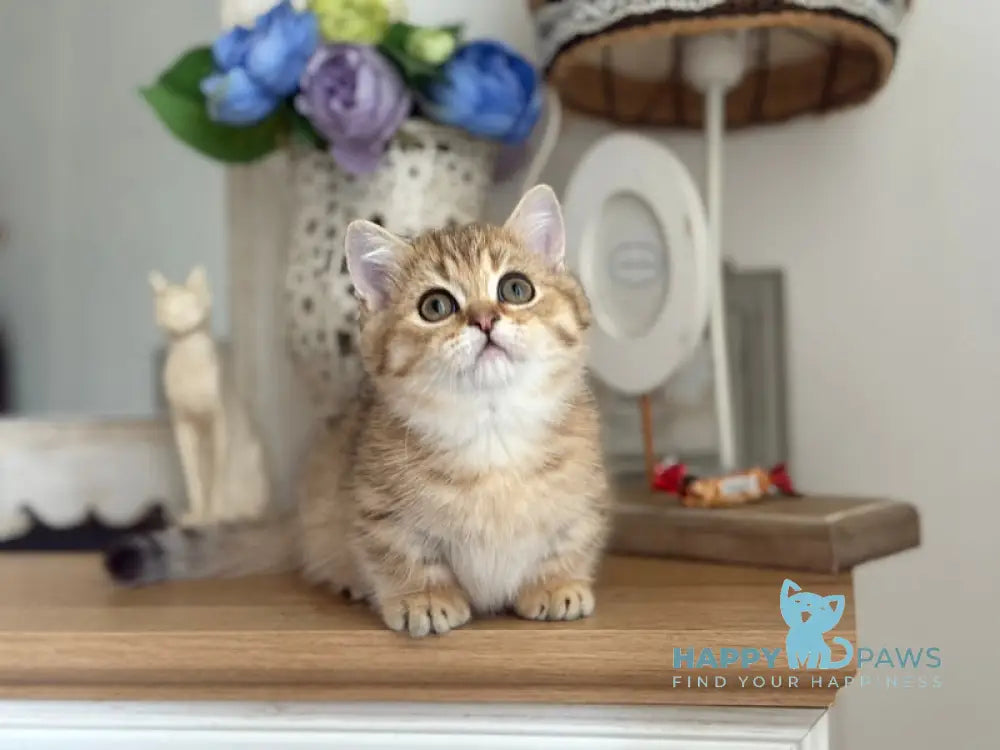 Misha Munchkin male black golden ticked tabby live animals