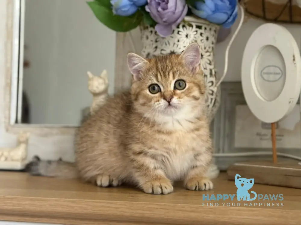 Misha Munchkin male black golden ticked tabby live animals