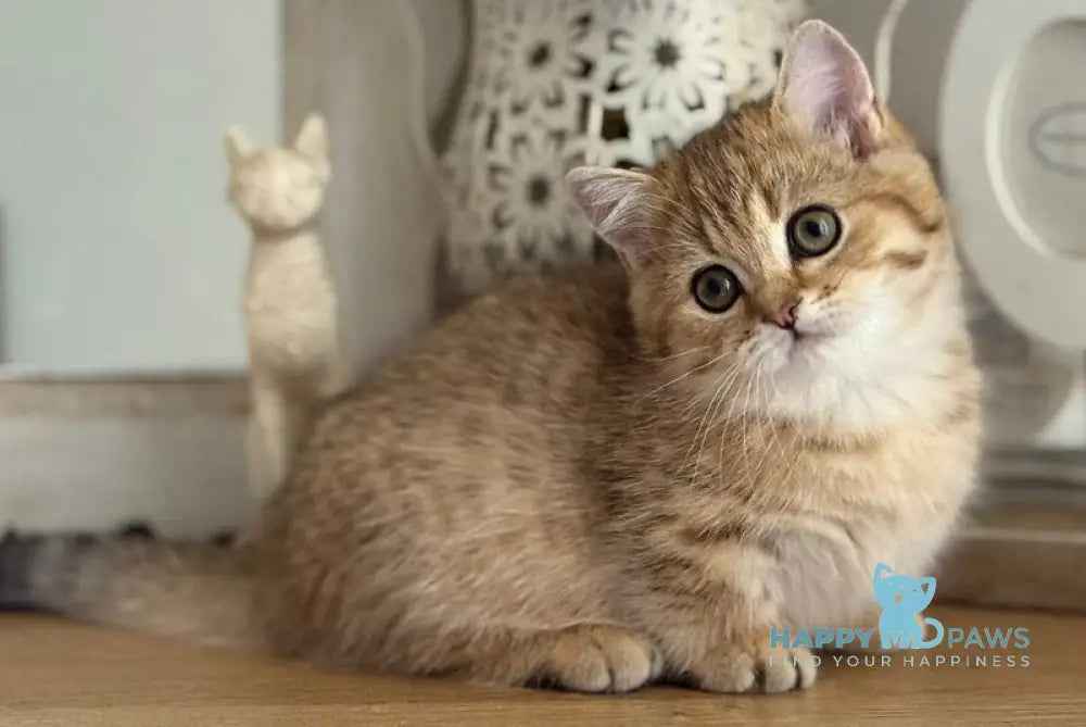 Misha Munchkin male black golden ticked tabby live animals