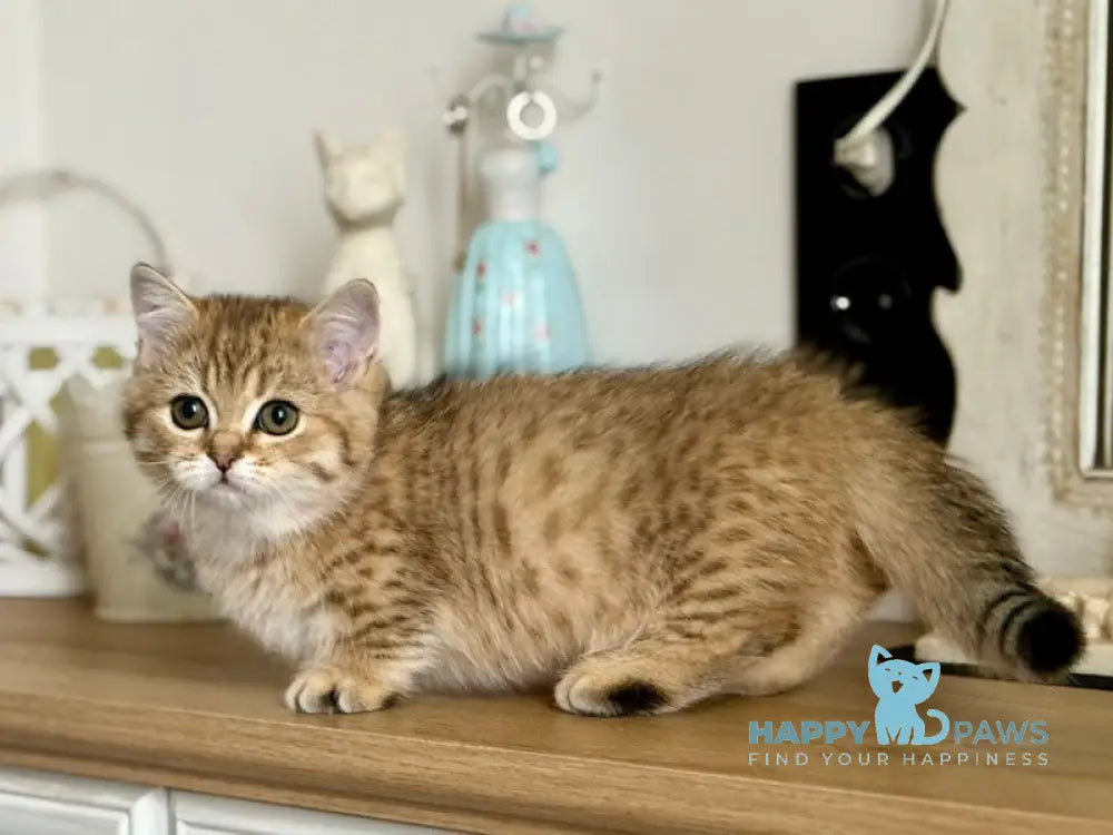 Misha Munchkin male black golden ticked tabby live animals