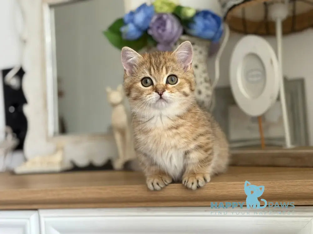 Misha Munchkin male black golden ticked tabby live animals