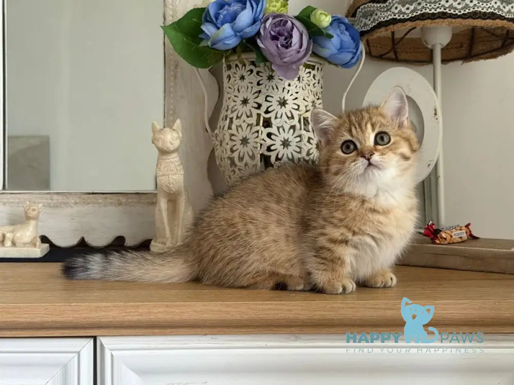 Misha Munchkin male black golden ticked tabby live animals