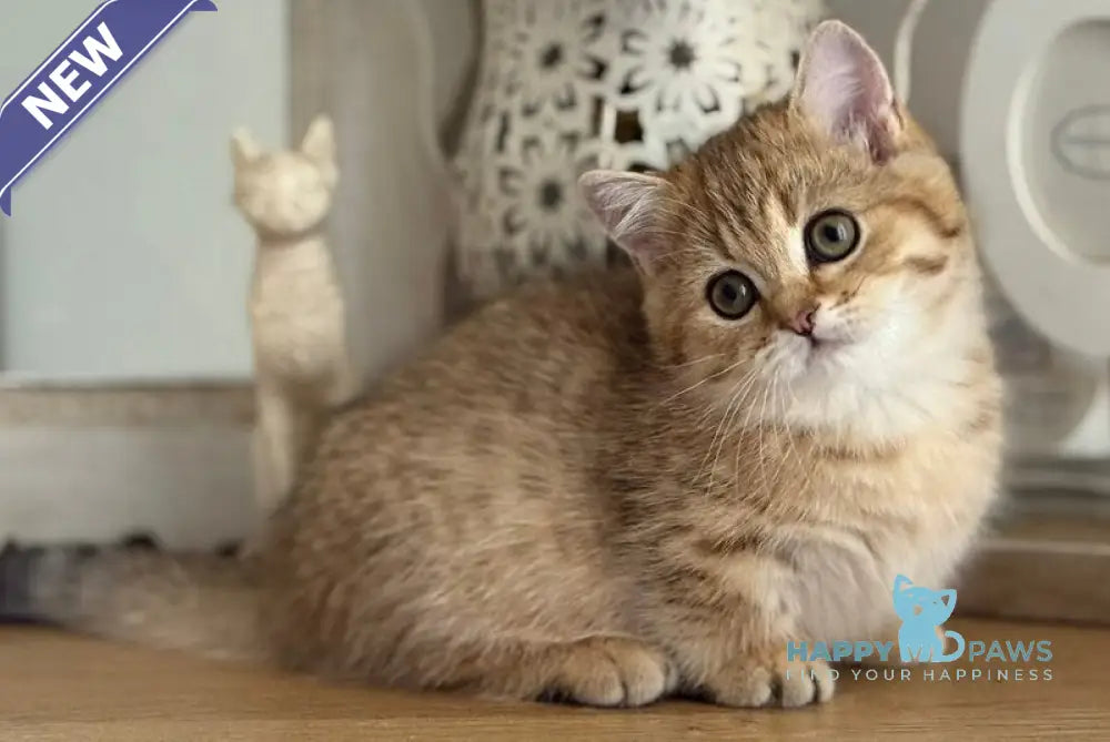 Misha Munchkin male black golden ticked tabby live animals