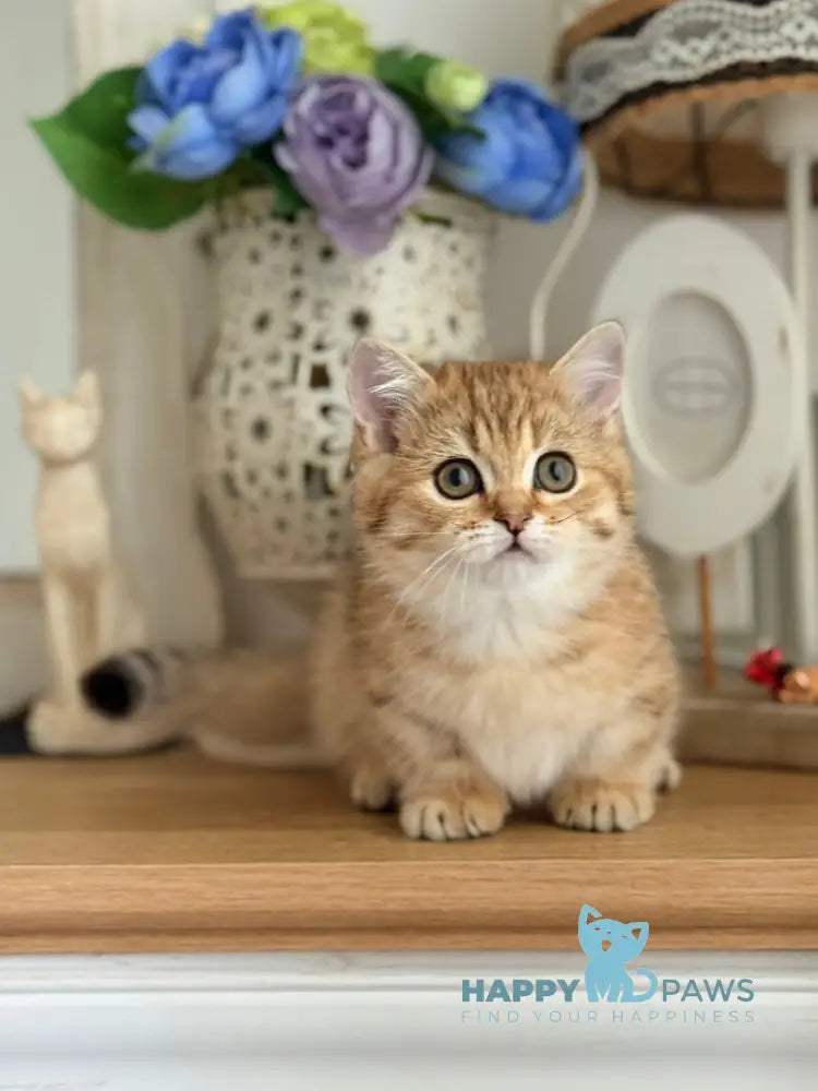 Misha Munchkin male black golden ticked tabby live animals