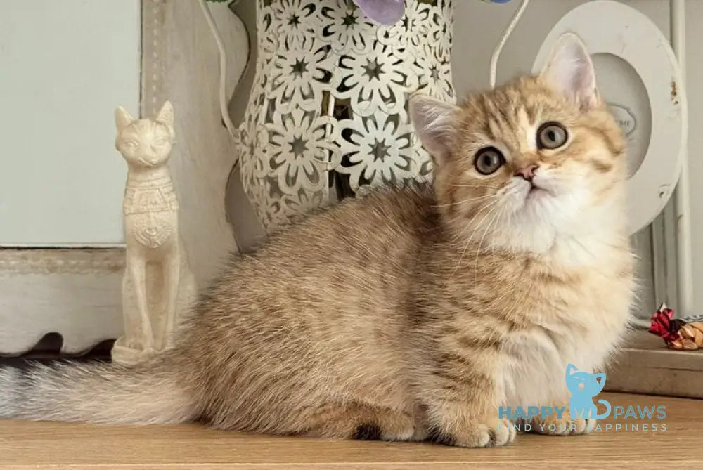Misha Munchkin male black golden ticked tabby live animals
