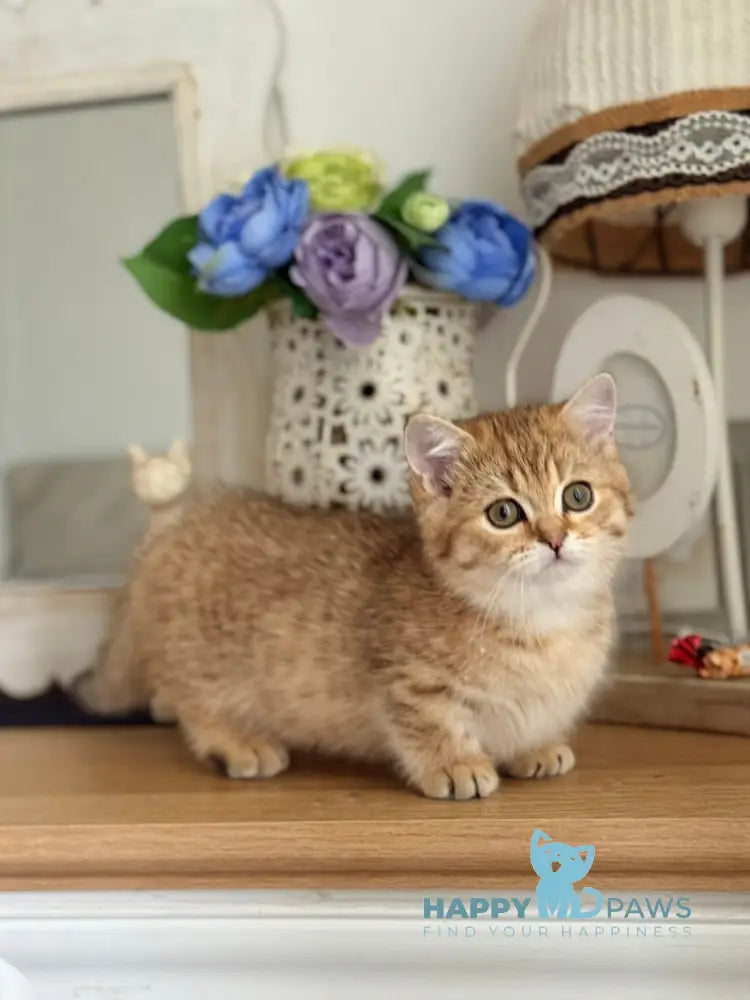 Misha Munchkin male black golden ticked tabby live animals