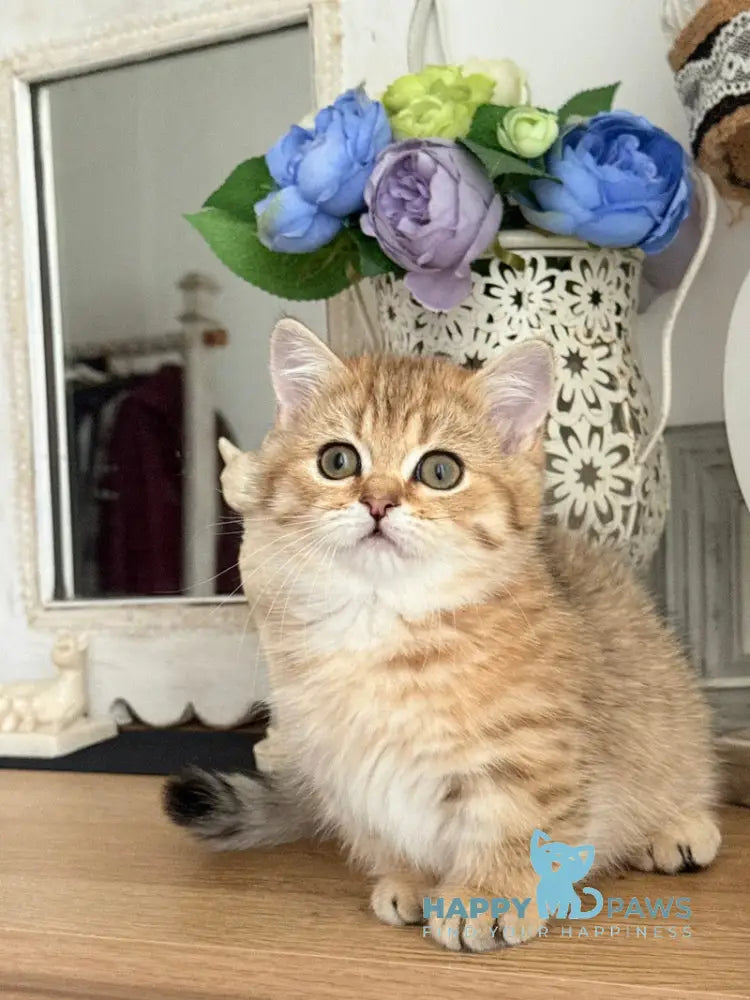 Misha Munchkin male black golden ticked tabby live animals