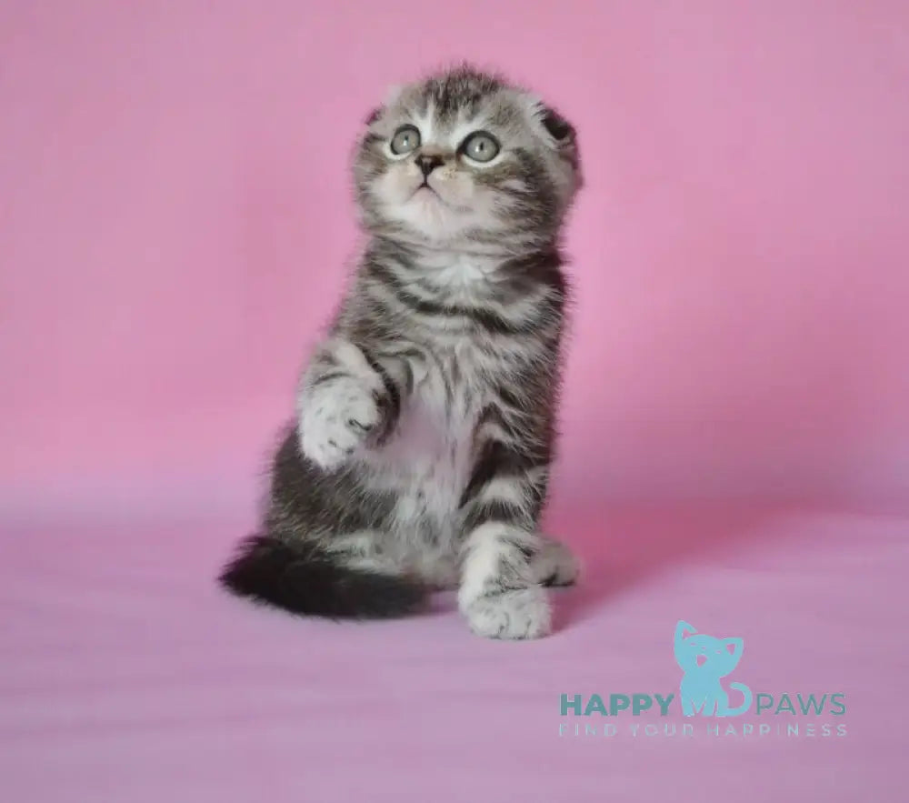 Misha Scottish Fold male black silver tabby live animals