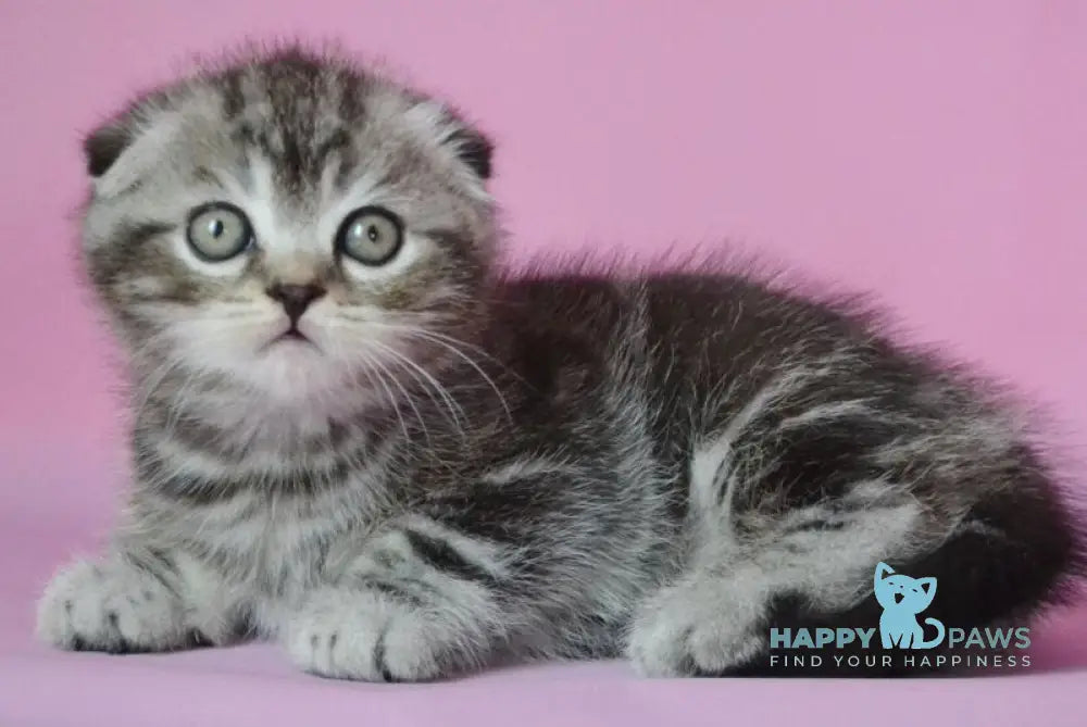 Misha Scottish Fold male black silver tabby live animals