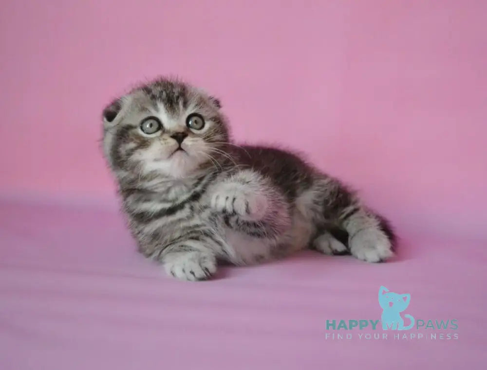 Misha Scottish Fold male black silver tabby live animals