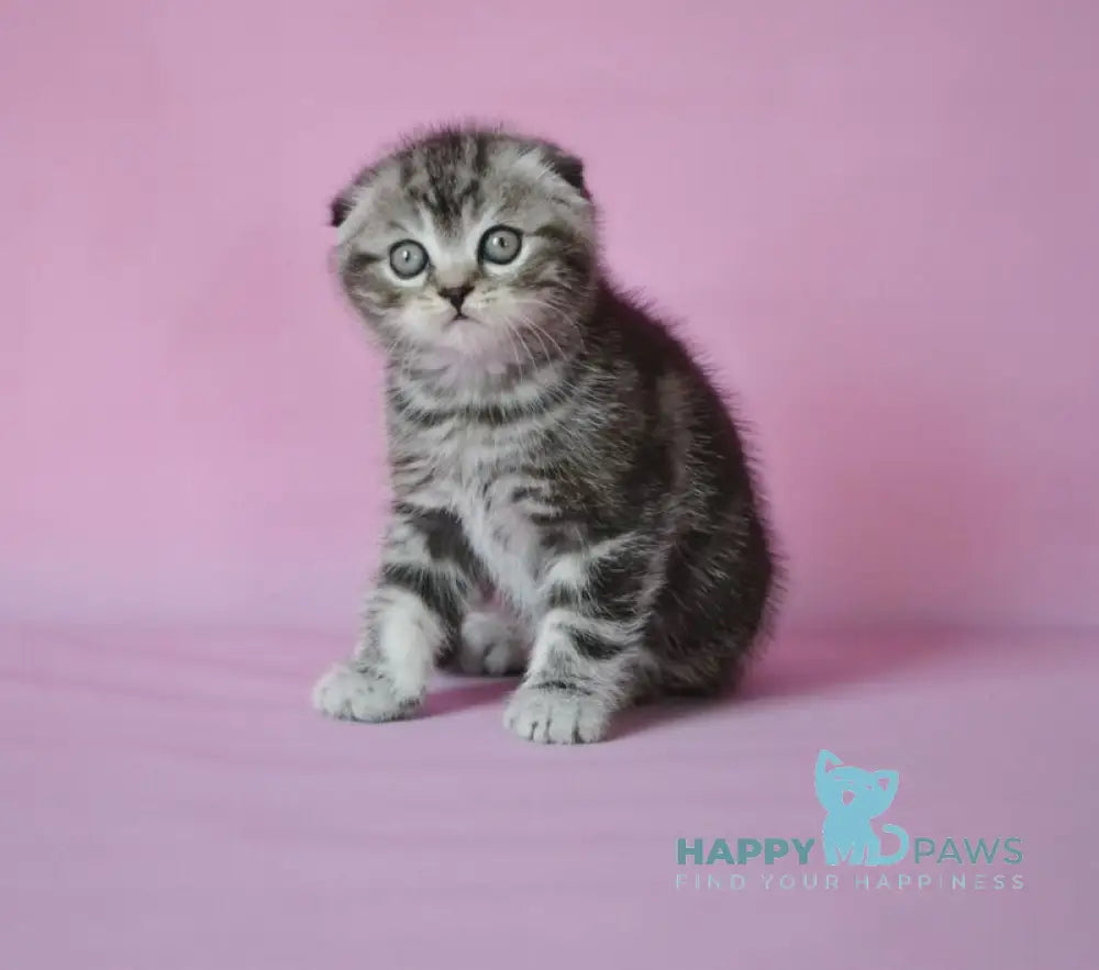 Misha Scottish Fold male black silver tabby live animals